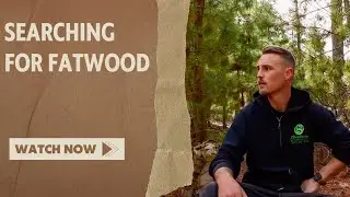 Short walk in a Pine Forest searching for fatwood