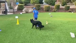 Ace AKC Rally Novice B Virtual Course 2