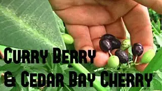 Curry Berry & Cedar Bay Cherry - Weird Fruit Explorer Ep 243