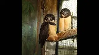 Spectacled Owl - Large, nocturnal bird with distinctive white 