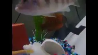 my cichlids