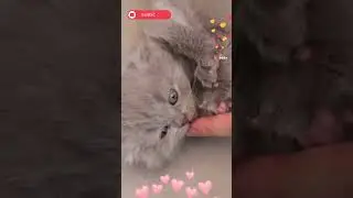 The Joy of Cat Ownership: Cat's Playful Licking and Biting #shorts