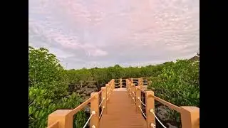 First Look: Cordova's Soon-to-Open Boardwalk at the Mangrove Sanctuary!