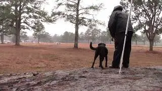 AKC Field Trial, LRRC Fall Derby, Rosie  (3rd Place)