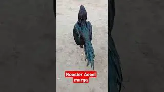 Black Aseel murga
