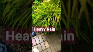 Heavy Rain 🍂💦#subscribe 👆🏻#australia #trending #india #china #usa #srilanka #viral #shorts #rain
