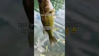 Tiny green fish impress me 😂 #fishing #bass #fyp #shorts