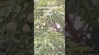 Crateva religiosa fruits, #conservation #forest #biodiversity #medicinalplant #culture #flora #varun