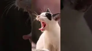 Funny#cat #laughing #sounds