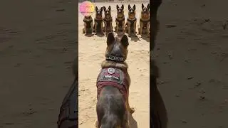 The Brutal Reality of Police Dog Training