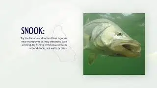 HT Fish to Catch During the Summer in Brevard