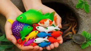 Tiny Pond Ecosystem | Fish, Frog, Eel Koi fish & Baby Turtles