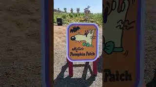 Tanaka Farms Pumpkin Patch Now Open!