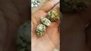 PUDDING ROCK OR GRANITE STONE #shortvideo #kindofstone #kindofrock #stone #rocks