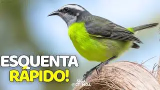 O MELHOR VÍDEO DE SIBITE PARA ESQUENTAR - Cambacica Gravada Ao Vivo !!! 01/17