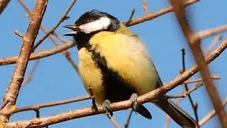 Sikora bogatka - różne odgłosy / Śpiew ptaków / Great tit - different songs, calls / Parus major