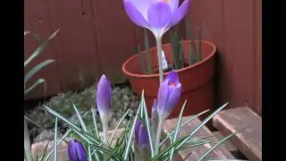 Crocus tommasinianus 'Barr's Purple'