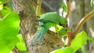 A Parrot Nest on Indian Almond Tree | Baby Parrots & Family | Parrot Nest