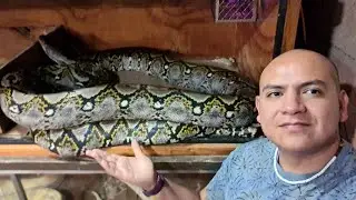 La Enorme pitón  Nominal ha puesto huevos!!!! 😃
