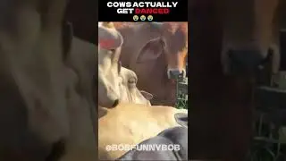 COW DANCE 😭😭😭