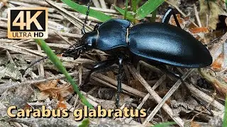 Carabus glabratus