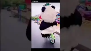 Funny Panda on bicycle