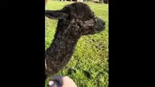 Black Baby Alpaca Hensting Alpacas 07876234399