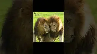 Нерушимая связь: братья-львы сближаются 🦁❤️ #шорты #дикаяприрода #лев