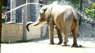 Dusche Elefant wird angespritzt Elefant Loxodonta africana Tiergarten Zoo Sch&ouml;nbrunn Das gr&ouml;&szlig;te Tier