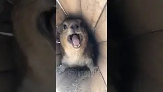 I Got Him To Scream Like A Girl! 😡🤯