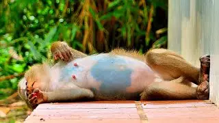 Is Monkey LUNA Giving Birth Soon? Strange Behavior Caught on Camera | LUNA Showing Signs of Labor!