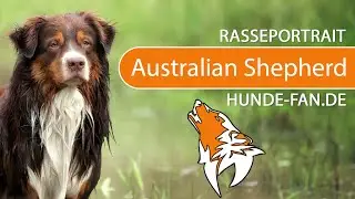 ► Australian Shepherd [2021] Rasse, Aussehen & Charakter