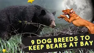 Bear Hunting Dogs &ndash; 9 Dog Breeds to Keep Bears at Bay | Dog show