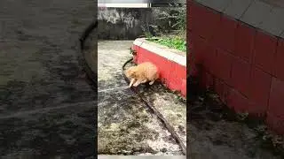 Cute cat enjoys playing with water pipe#cat