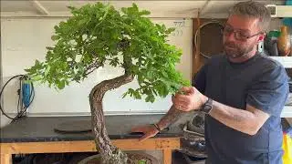 Обрезка бонсай из кустарникового дуба