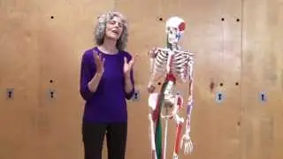 Gravity is the Therapist…Flossing Your Leg’s Relationship with Your Primal Midline and Diaphragm