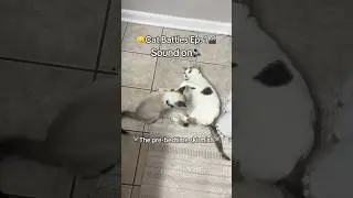 Epic Cat Battle! 🐱⚔️ Why do they always play fight before bed? #CatVsCat #FunnyCats #shorts #Pet