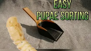 PUPAE SORTING QUICK AND EASY 🤓 MY MEALWORMFARM - MEALWORMS !!!!! :) PUPAE SORT, Puppen sortieren