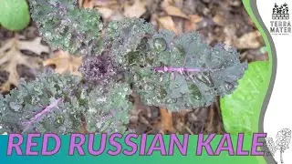 Growing RED RUSSIAN KALE: Quick Tips for (Brassica oleracea var. acephala 'Red Russian')