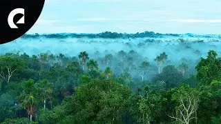 Rain, Birds and Forest Sounds (20 Minutes)