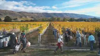Grape Pickers In Vineyard SF1240