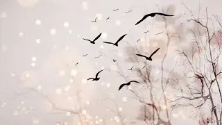 📽️🎵 1 Heure de Fond d'&eacute;cran anim&eacute; / Arri&egrave;re plan d&eacute;tente 🍁🐦 ༺ Branches flottantes & Oiseaux ༻  🍁🐦
