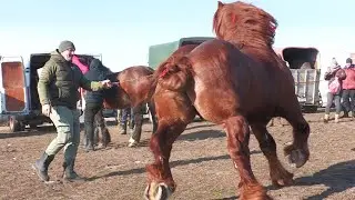 Armăsarii lui Cornel de la Sucevița - Bucovina 2025