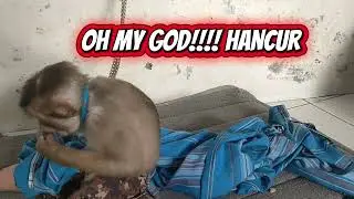 ANIMAL HAPPY AND FUNNY#BERUK#MONKEY#BABYBERUK#ANIMALSWEET#ANIMALVIDEO