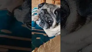 #bollywood #hindisong #bollywoodsongs #pug #music #song #dog