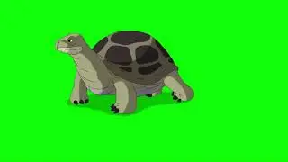 Turtle Green Screen