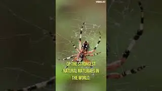 Spider Superpowers #shorts #spider #spiderman