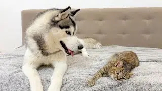 You Won&rsquo;t Believe How This Giant Husky Reacts to a Cute Kitten!!