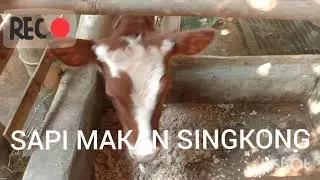 sapi perah ini makan singkong