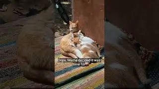 cat feeding